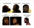 /album/fotogaleria/evolucion-hominidos-1-jpg1/
