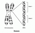 /album/fotogaleria/genes-gif1/